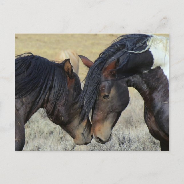 Cartão Postal Dois Cavalos Selvagens Marrons Nuzzling (Frente)