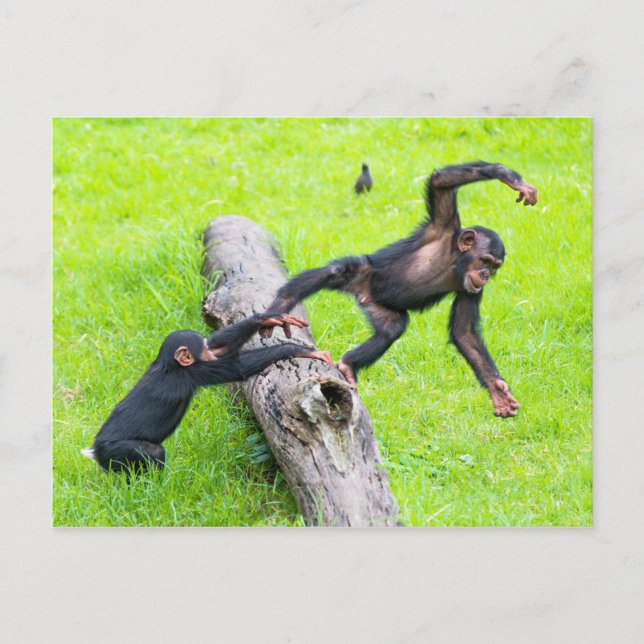 Cartão Postal Dois chimpanzés bizarros giros brincando num tronc (Frente)