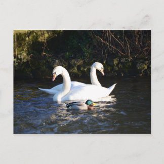 Cartão Postal Dois Cisnes E Um Pato