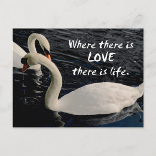 Cartão Postal Dois cisnes no lago