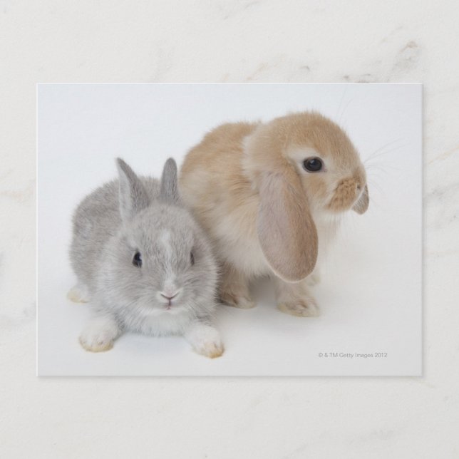 Cartão Postal Dois coelhos. Holanda Anã e Holland Lop. (Frente)