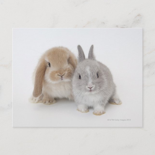 Cartão Postal Dois coelhos Netherland Dwarf e Holland Lop (Frente)