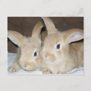 Cartão Postal Dois coelhos Ouros