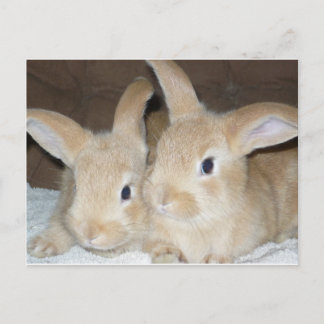 Cartão Postal Dois coelhos Ouros