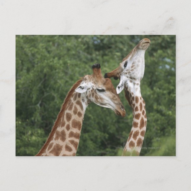Cartão Postal Dois colares Girafa (Giraffa camelopardalis), (Frente)