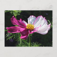 Dois Cosmos Toned, Bute Park, Cardiff, Gales