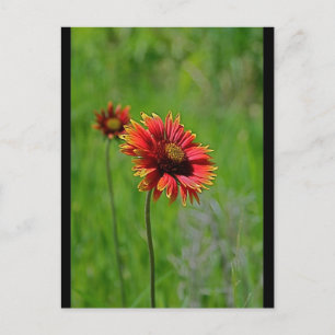 Cartão Postal Dois de um tipo