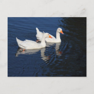 Cartão Postal Dois Emden Geese