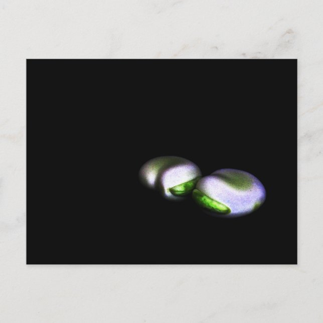 Cartão Postal Dois feijões principais (Frente)