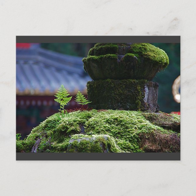 Cartão Postal Dois Fern (Frente)