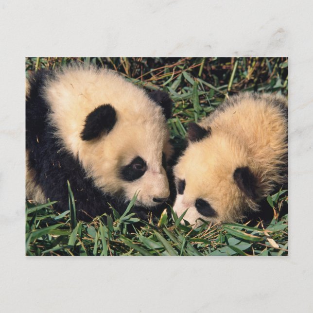 Cartão Postal Dois filhotes da panda no arbusto de bambu, (Frente)
