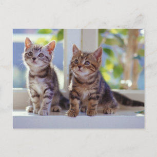 Cartão Postal Dois Gatinhos