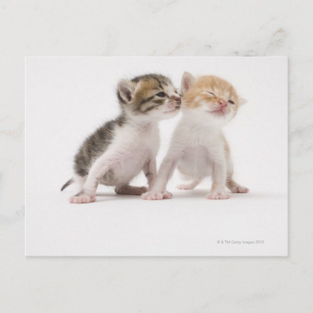 Cartão Postal Dois gatinhos beijando contra fundo branco (Frente)