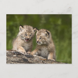 Cartão Postal Dois gatinhos canadenses Lynx (Lynx Canadensis)