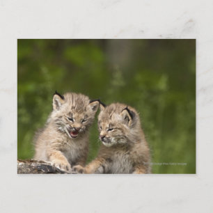 Cartão Postal Dois Gatinhos Do Lynx Do Canadá Reproduzindo Um Lo
