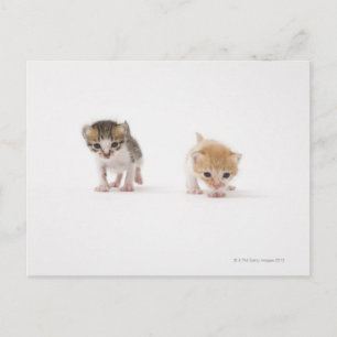 Cartão Postal Dois gatinhos em fundo branco