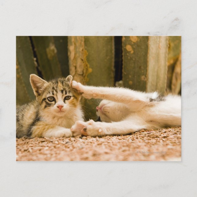 Cartão Postal Dois gatinhos, Marrocos (Frente)