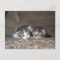 Dois gatinhos no log