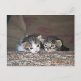 Cartão Postal Dois gatinhos no log
