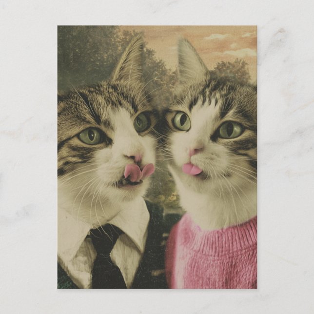 Cartão Postal Dois Gatos Bobos (Frente)