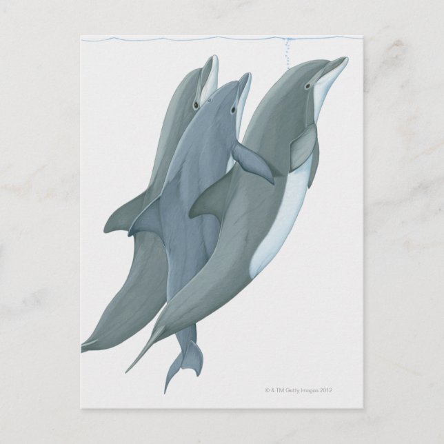 Cartão Postal Dois Golfinhos-Nariz-de-Garrafa (Frente)