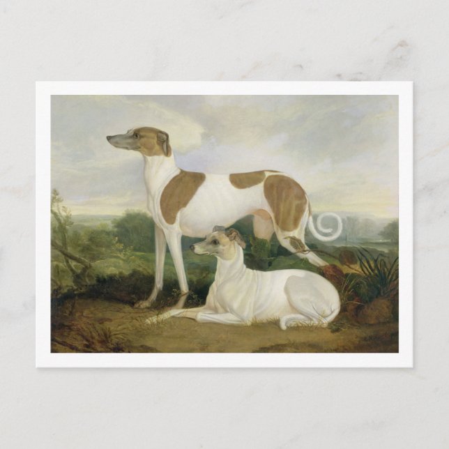 Cartão Postal Dois Greyhounds em uma paisagem (óleo na canvas) (Frente)