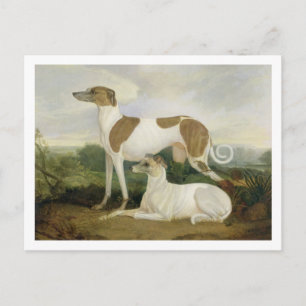Cartão Postal Dois Greyhounds em uma paisagem (óleo na canvas)