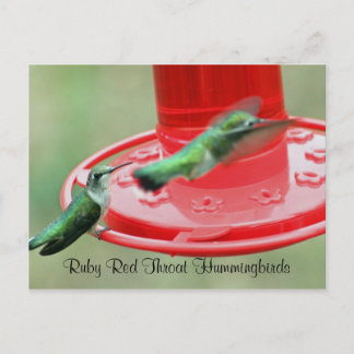Cartão Postal DOIS HUMMERS, Rúby Red Throat Hummingbird