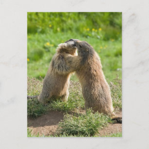 Cartão Postal dois jovens marmotas
