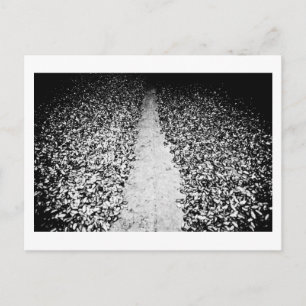 Cartão Postal dois lados do cacau