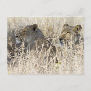 Cartão Postal Dois leões escondidos na grama seca, Kruger Nation