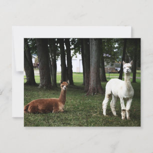 Cartão Postal Dois Lhamas em Indiana