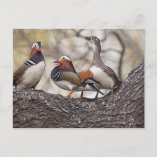Cartão Postal Dois machos disputando uma fêmea de pato-mandarim