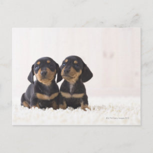 Cartão Postal Dois Mini Dachshund Sentados