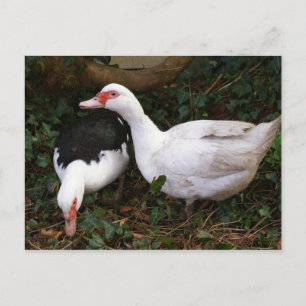 Cartão Postal Dois Muscovies