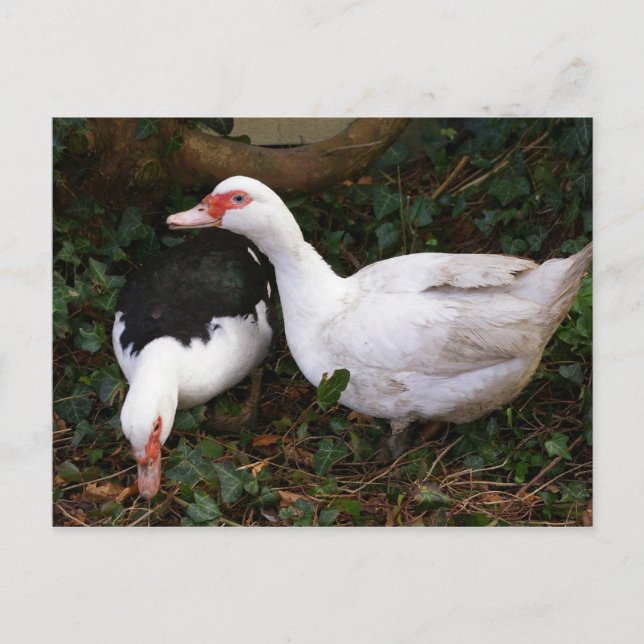 Cartão Postal Dois Muscovies (Frente)