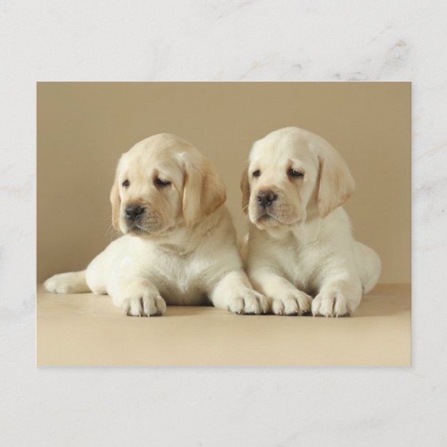 Cartão Postal Dois Ouros Labrador Puppies (Frente)