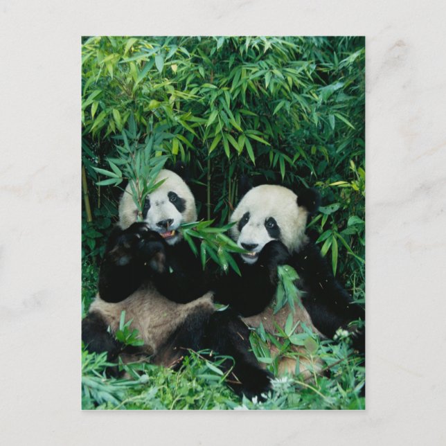 Cartão Postal Dois pandas comendo bambu juntos, Wolong, 2 (Frente)