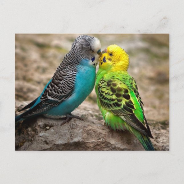 Cartão Postal Dois Parakeets (Frente)