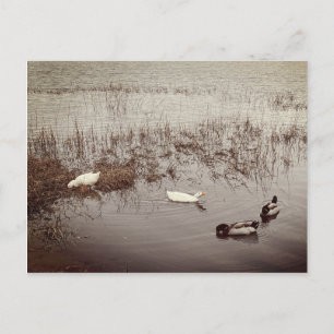 Cartão Postal Dois Pares de Patos DIVERTIDOS