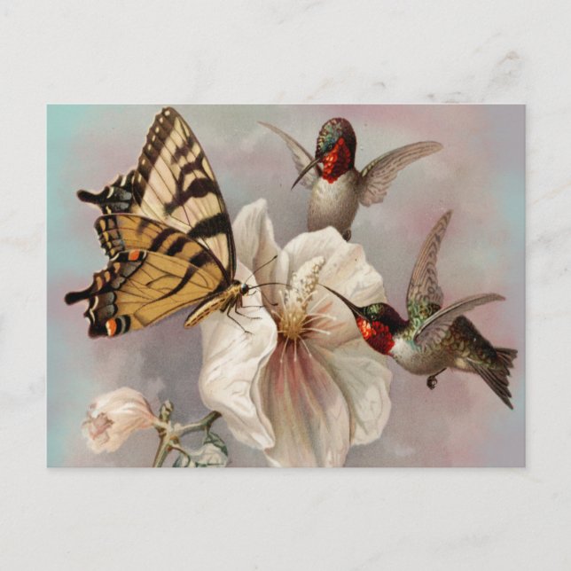 Cartão Postal Dois Pássaros e uma Borboleta Compartilhando uma R (Frente)