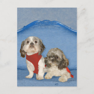 Cartão Postal Dois Pequenos Cães De Salvamento Shih Tzu