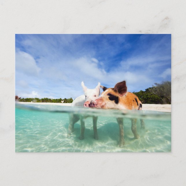 Cartão Postal Dois pequenos leitões (Frente)