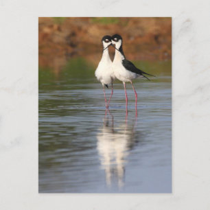 Cartão Postal dois pernilongos se aninhando