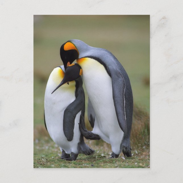Cartão Postal Dois pinguins (Frente)