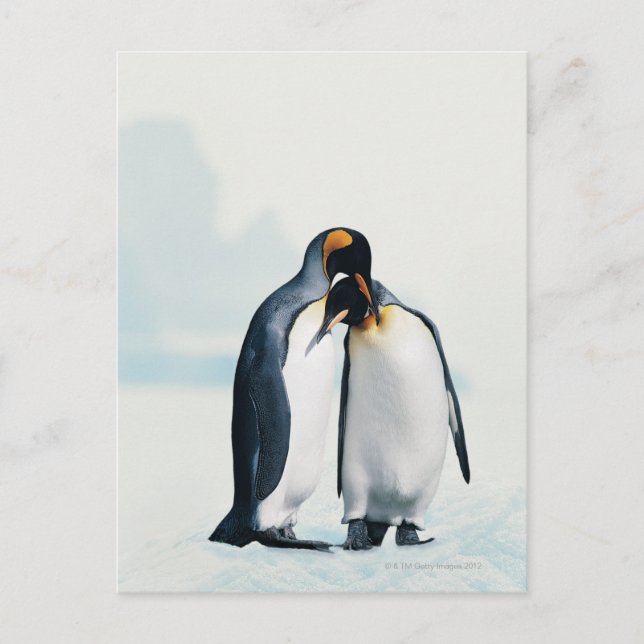 Cartão Postal Dois pinguins afectuosos (Frente)