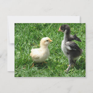 Cartão Postal Dois Pintinhos com ligeiro desacordo