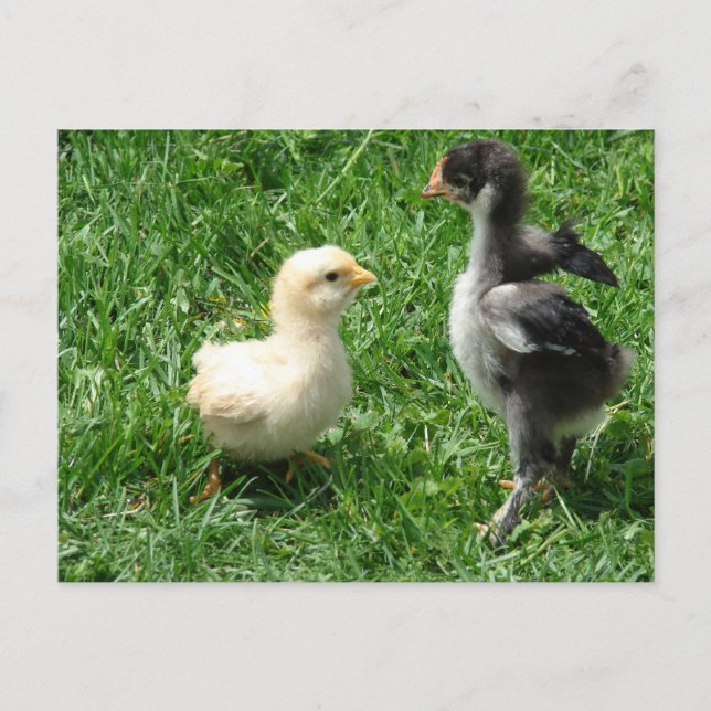 Cartão Postal Dois Pintinhos com ligeiro desacordo (Frente)