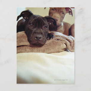 Cartão Postal Dois pit bull terriers sentados no interior, perto