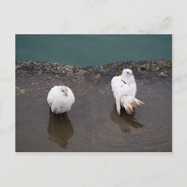 Cartão Postal Dois pombos brancos em uma poça (Frente)